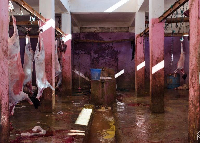 african butcher's - abbatoire-maroc